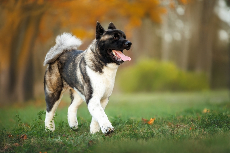 Вес и рост американской акиты увеличиваются до определенного возраста