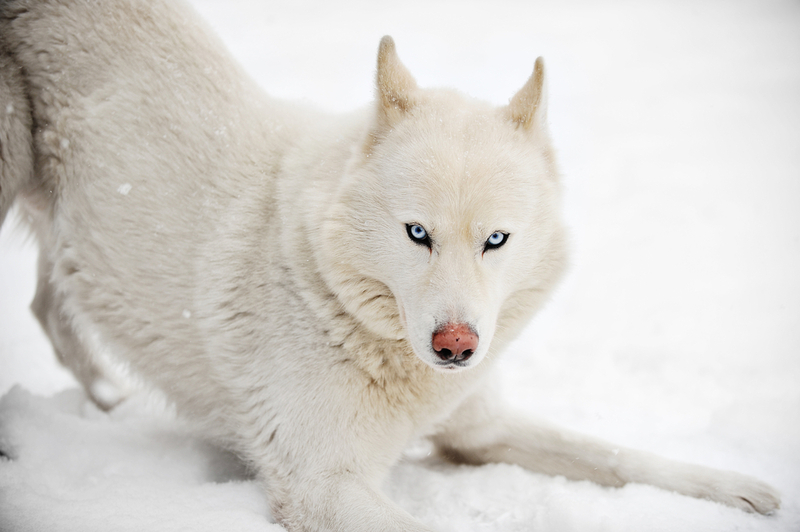 Какова история белых хаски?