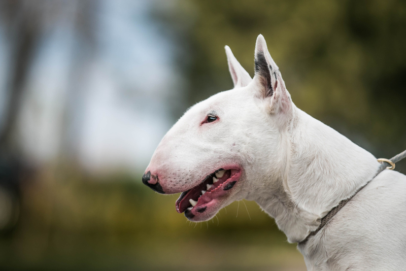 Разве это злой бультерьер?