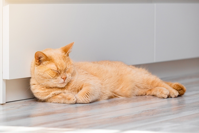 Сидром Горнера у кошек появляется по разным причинам