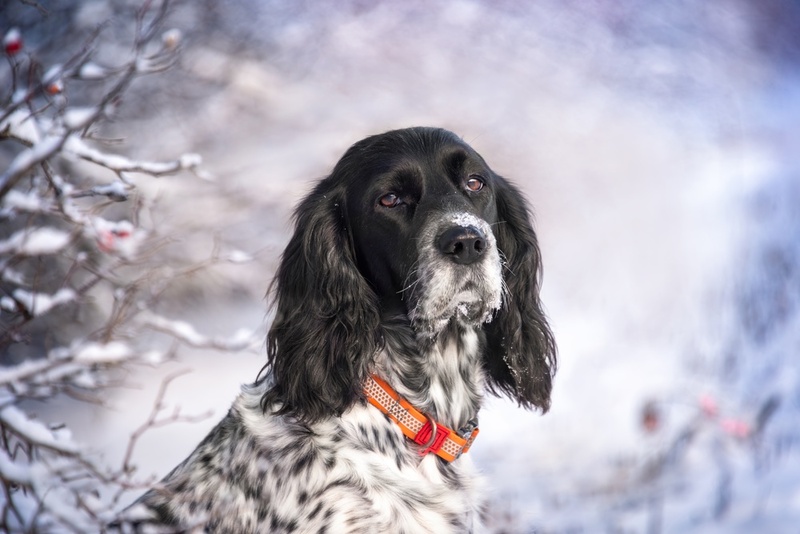 Важно знать, сколько весит русский спаниель в норме