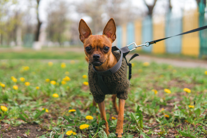 Как владельцу подыскать имя для девочки той-терьера?