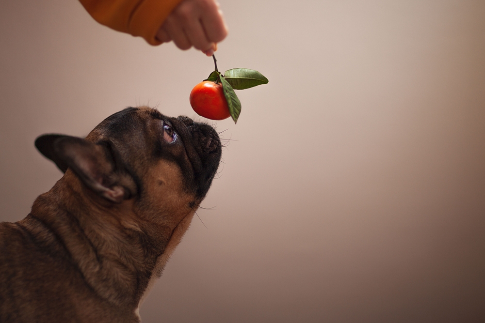 Владельцам нельзя давать мандарины собакам