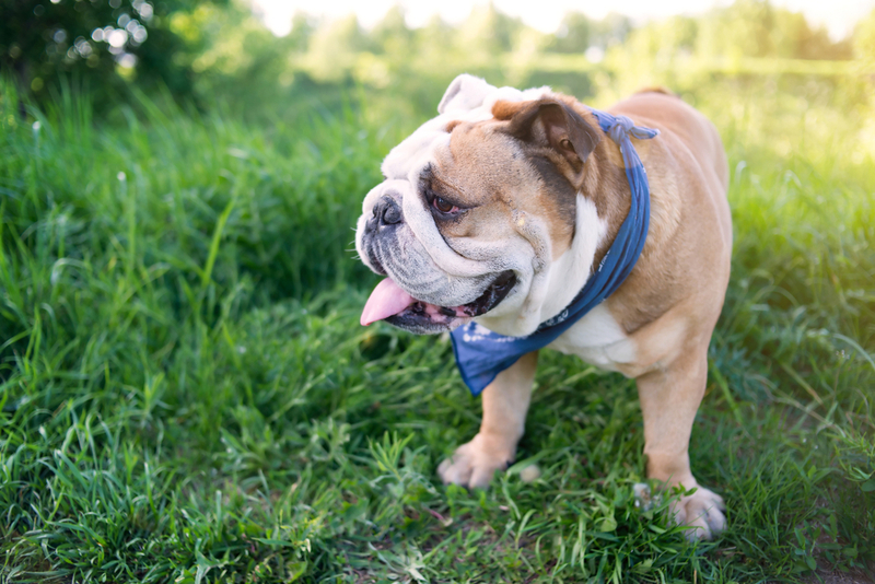 Английские бульдоги – порода собак молоссов