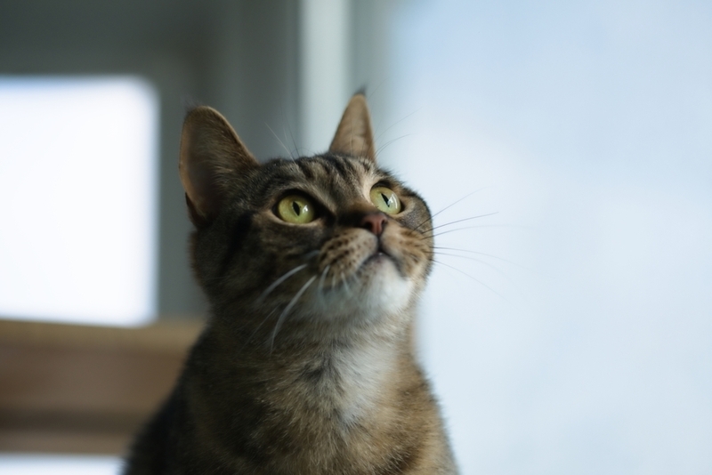 Метят ли кошки территорию как коты, почему и как это происходит?