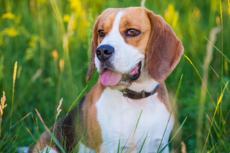 Важно контролировать, сколько длится беременность у бигля