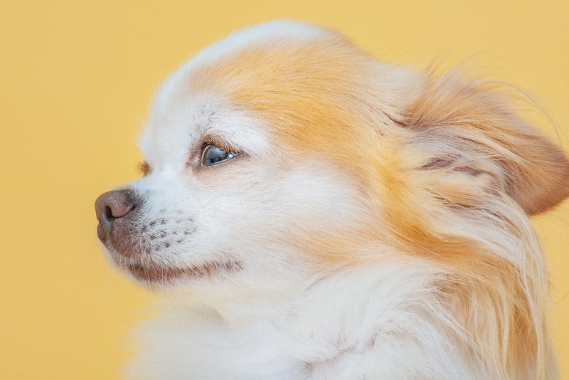 Вязка чихуахуа должна проходить по достижении собакой половой зрелости