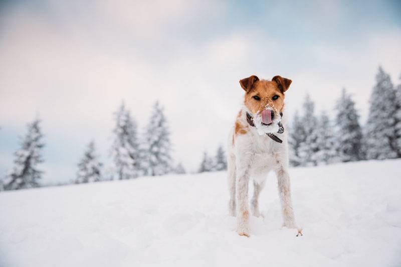 Почему собака пытается съесть все подряд во время прогулок? | Hill's Pet