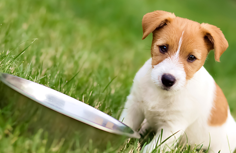 Сельдерей у собаки может вызывать диарею