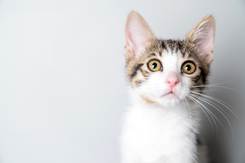 Синдром Горнера ярче проявляется у молодых котов