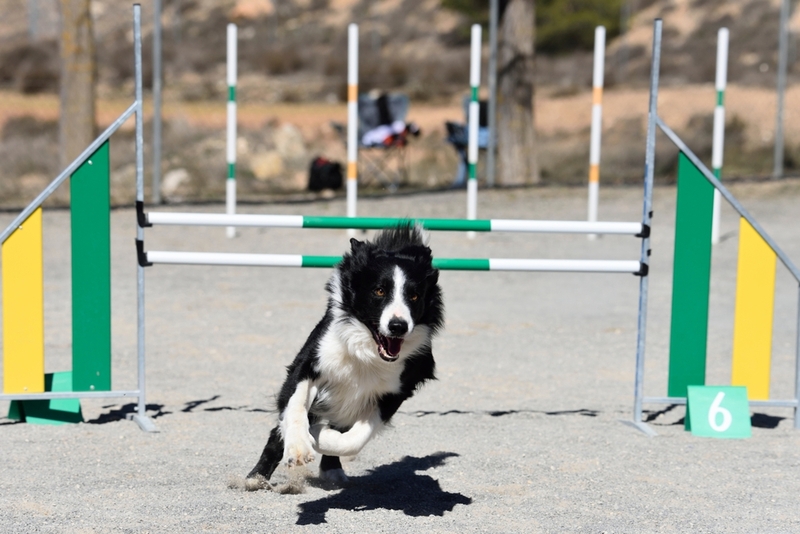 В обидиенс существует несколько классов сложности