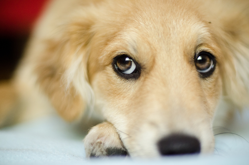 Анализировать окружающий мир собакам больше помогает обоняние, а не зрение