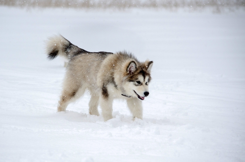 Аляскинский маламут живет меньше, чем человек