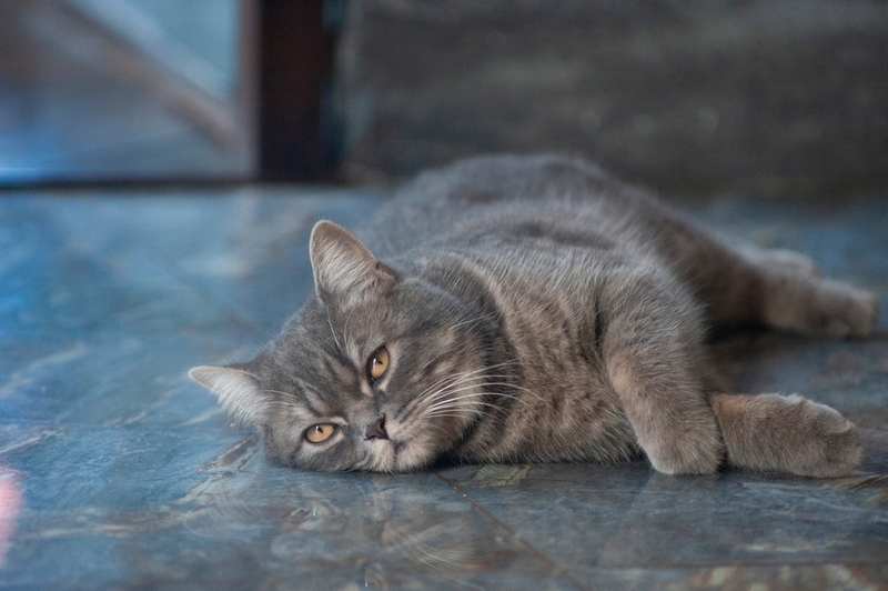 Слабость – один из признаков и симптомов диабета у кошек