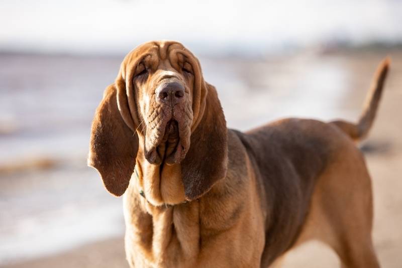 Бладхаунд – охотничья собака, отличающаяся добрым нравом