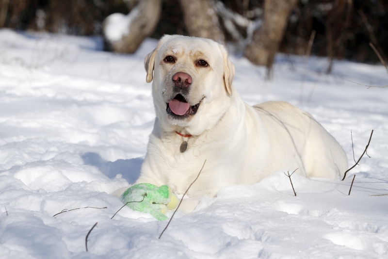У лабрадоров есть неизлечимые болезни