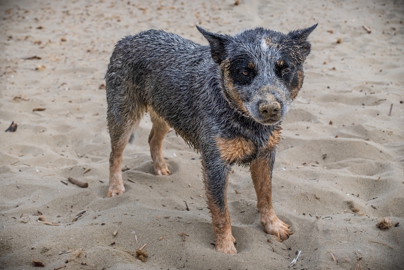 Одна из разновидностей колли