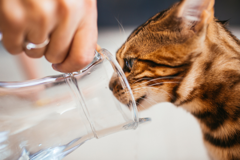 Бенгальскую кошку нужно не только кормить, но и поить водой