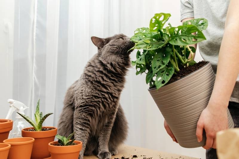 Какие запахи отпугивают котов: топ-5 ароматов, которые не нравятся кошкам