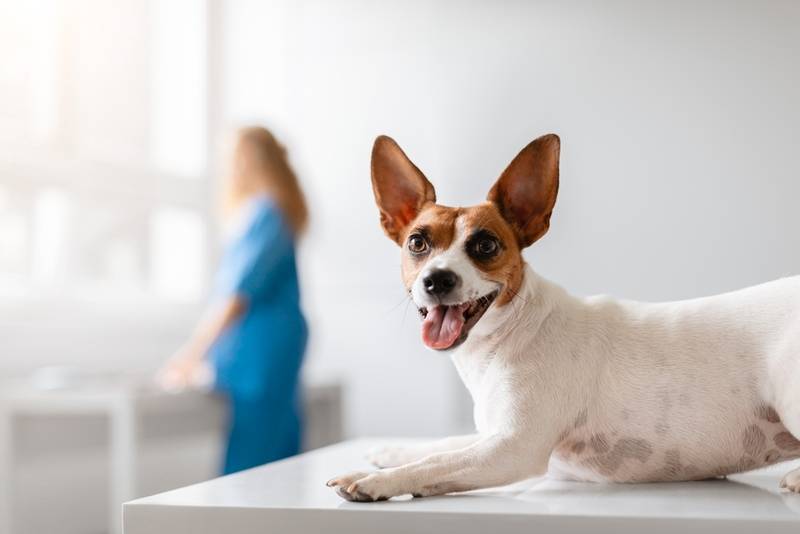 Собаке с воспалением подушечек лап назначат анализы
