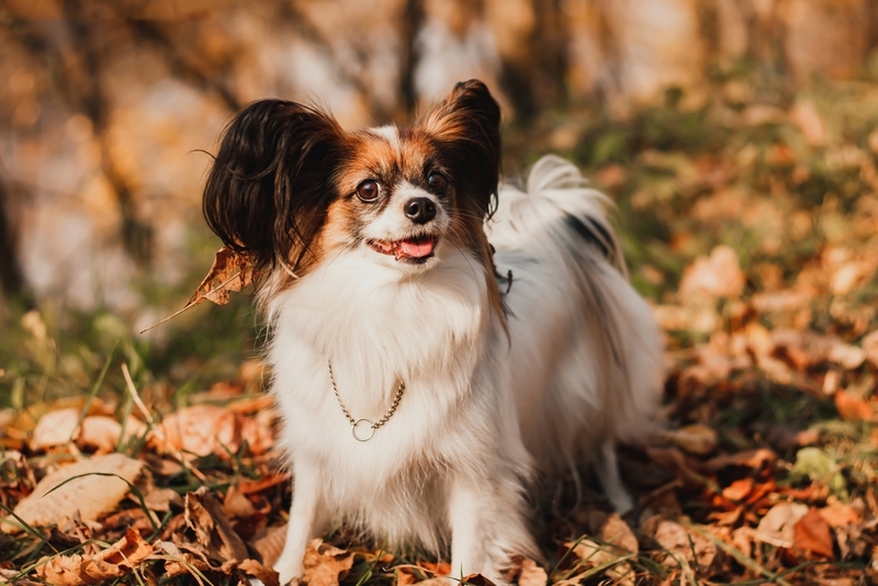 Сколько живет папильон по меркам человека?