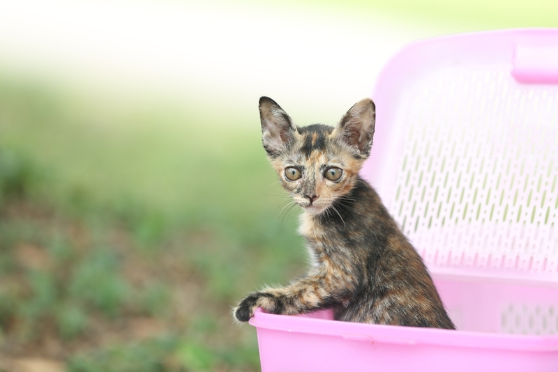 Особенно опасен гемобартонеллез для котят