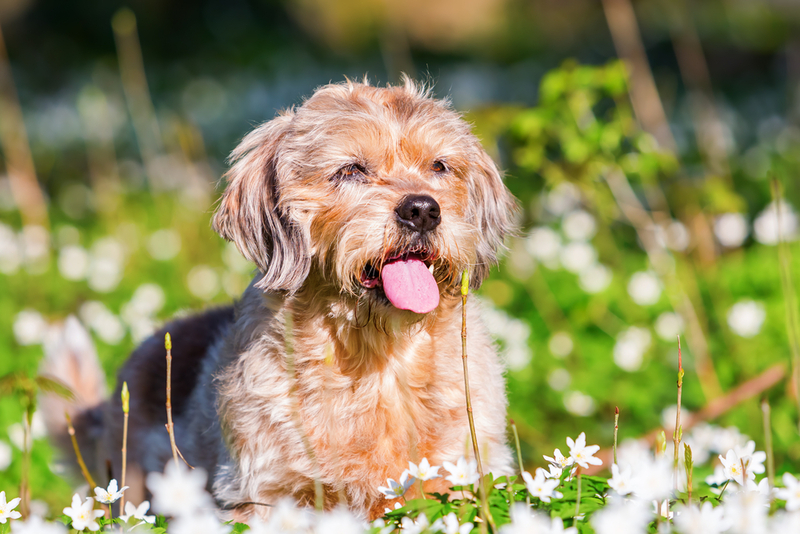 Собака может пораниться о траву, и у нее будут течь глаза