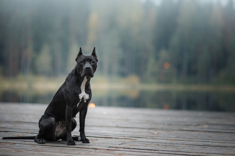 Как выглядит черный питбуль?