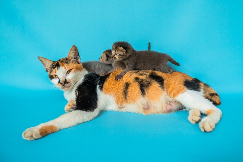 Котята с молоком кошки получают питательные вещества