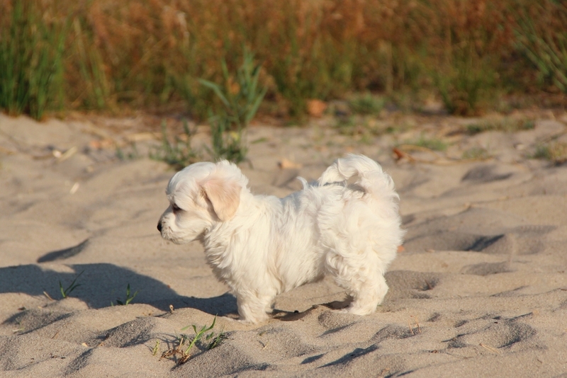 Аллергия на мальтипу встречается нечасто