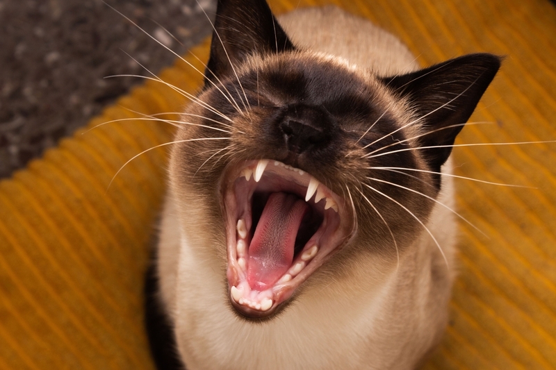 По какой причине происходит выпадение зубов у кошки?