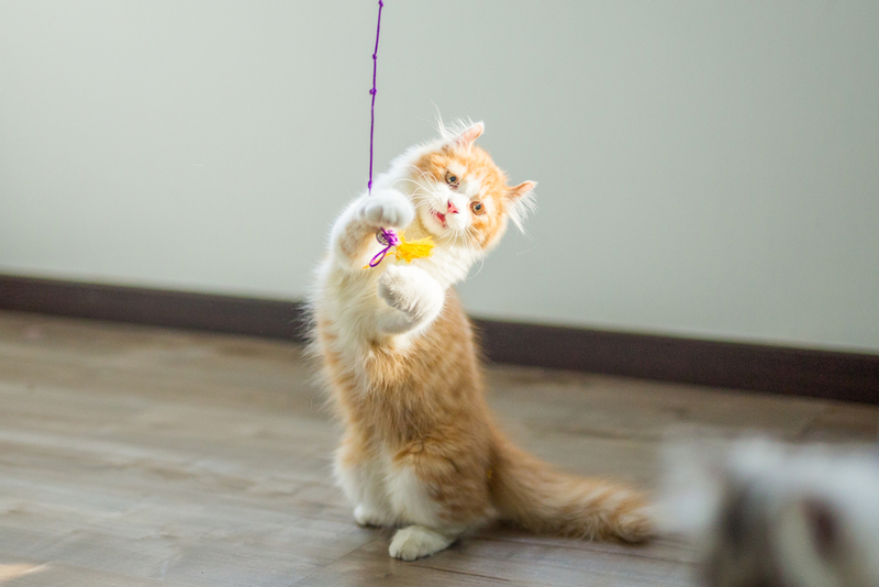 Игра – способ помириться с кошкой