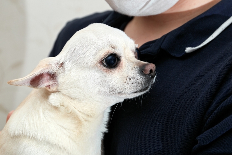 Микоплазма у собак может возникать в микрофлоре слизистых