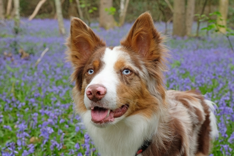 Голубоглазые взрослые собаки — настоящая редкость
