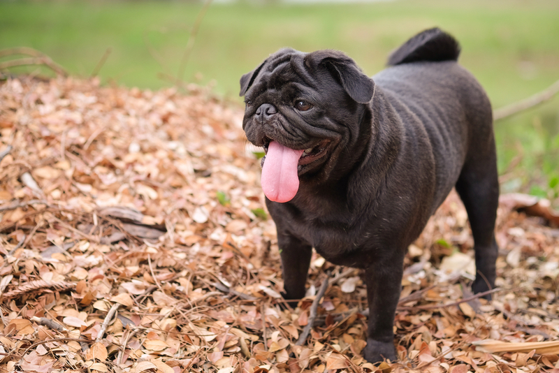 Считается ли мопс гипоаллергенным или нет?