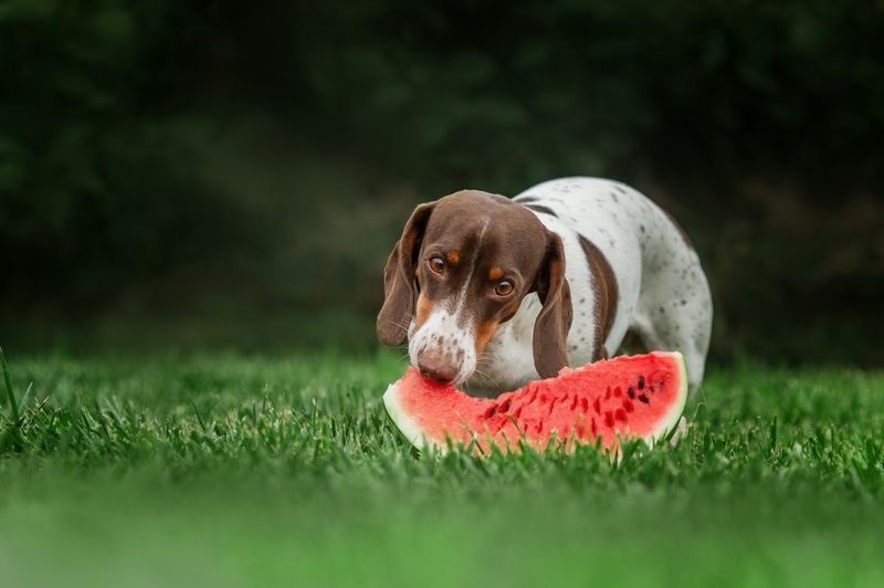 Выбирая имя для собаки-мальчика таксы, можно учесть происхождение породы