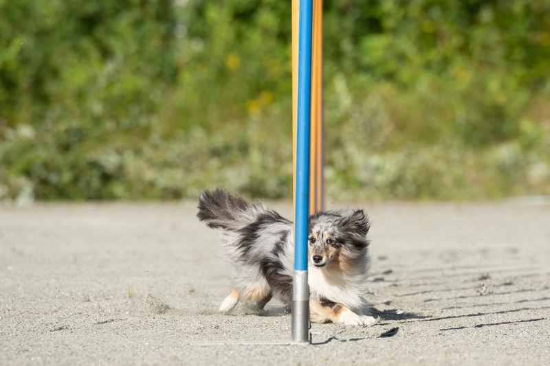 В обидиенс первого класса сложности допускают собак с 10 месяцев