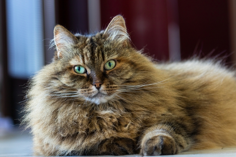 Вирусный перитонит у кошек проходит в несколько стадий