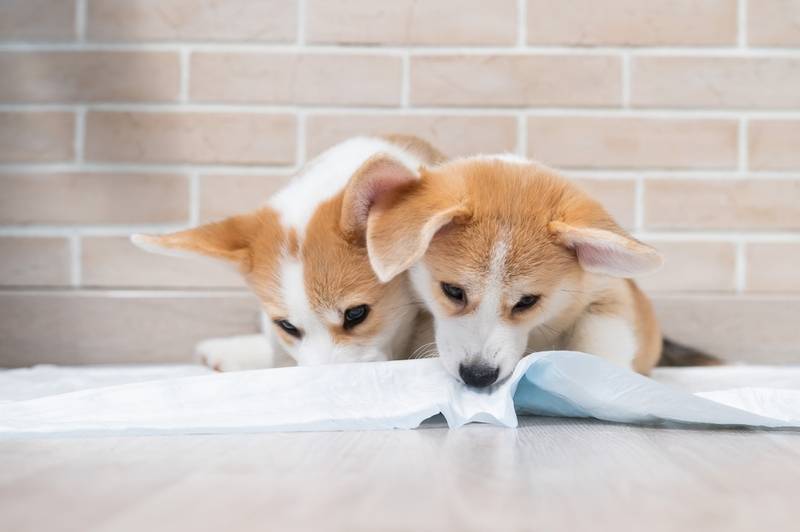 Как приучить щенка к пеленке: советы по обучению щенка использованию туалета