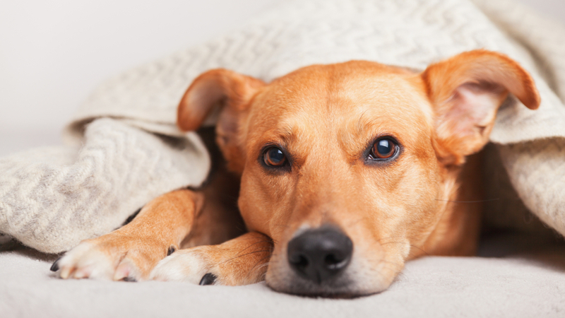 У собак, имеющих хронические заболевания, токсоплазмоз вызывает обострение