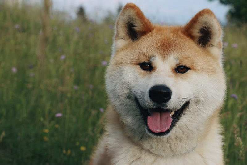 Сколько должна весить акита-ину?