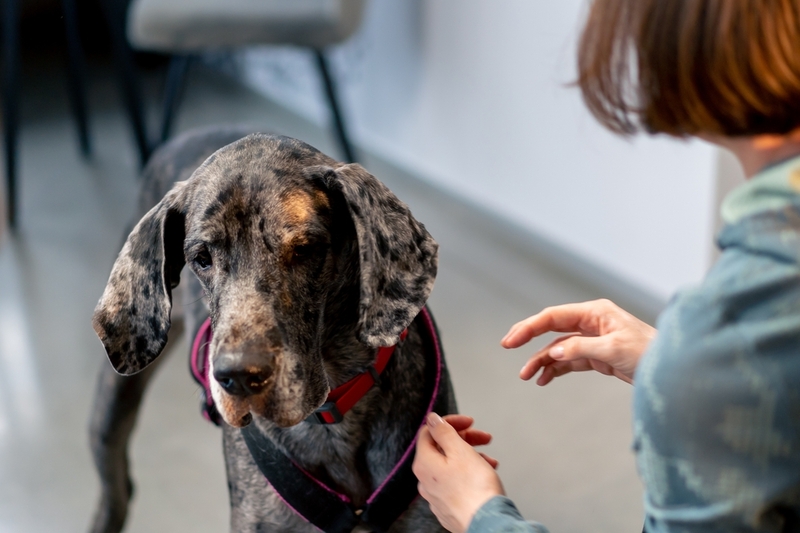 У догов чаще, чем у других собак, обнаруживают симптомы перитонита
