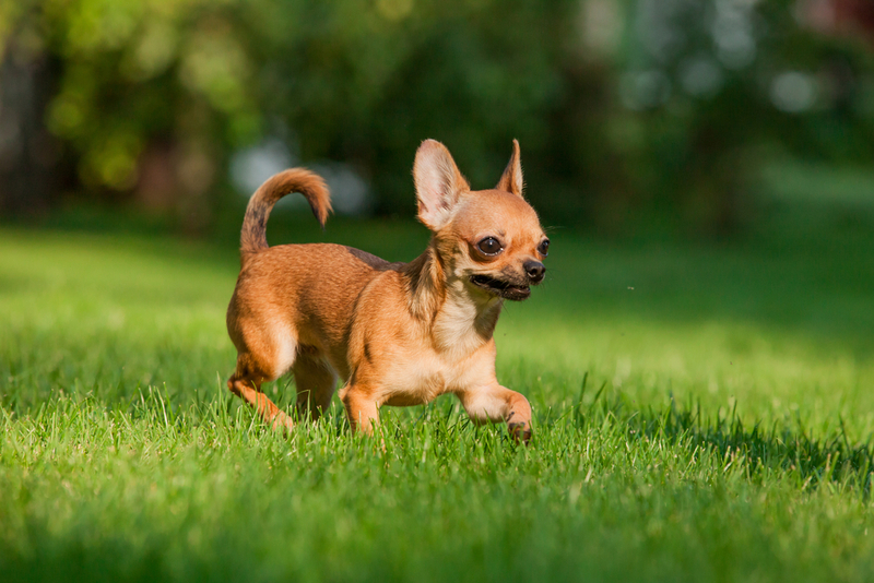Болезни влияют на то, сколько весят чихуахуа