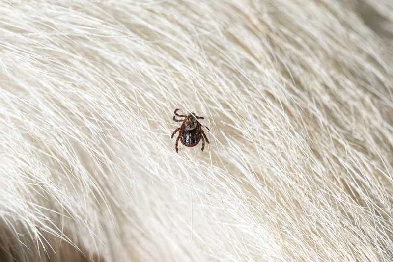 Как достать клеща у кошки и убрать его правильно?