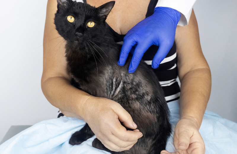 Фото проявлений, характерных для грибка у кошек