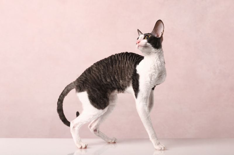 Болезни влияют на продолжительность жизни корниш-рекса