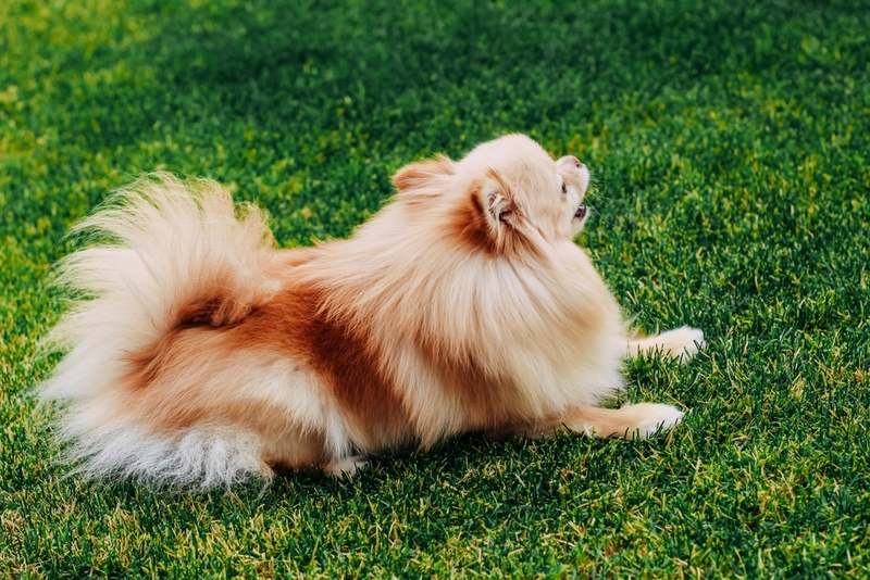 Перед вязкой шпицам проводят анализы