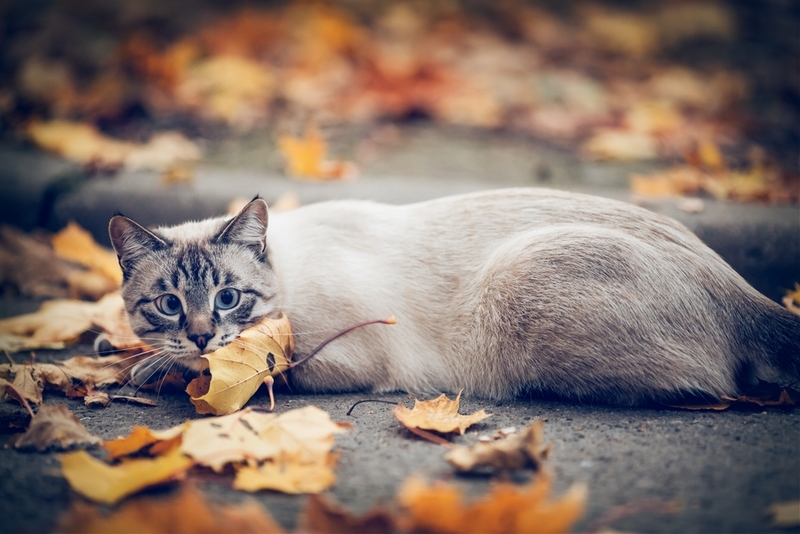 Срок жизни тайской кошки можно сравнить с человеческим возрастом