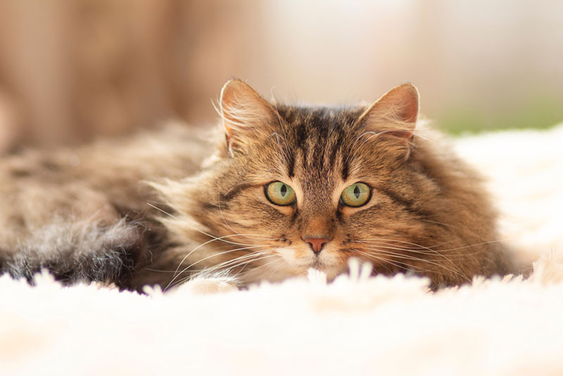 пушистый сибирский кот смотрит с интересом