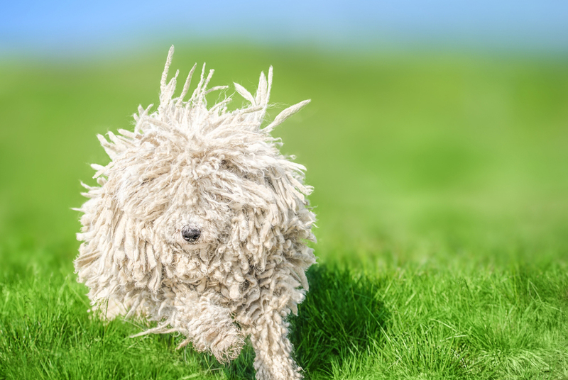 Пули – собаки, которые мало линяют